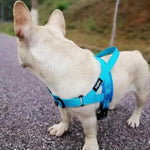 Adjustable Dog Harness- Belleharris - BelleHarris